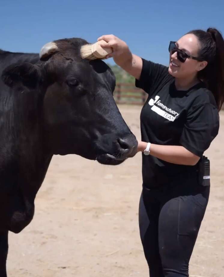 cow getting brushed 